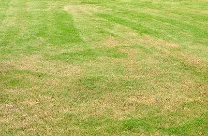 Yellow Grass Over Fertilized Fertilizer Burn Davey Tree