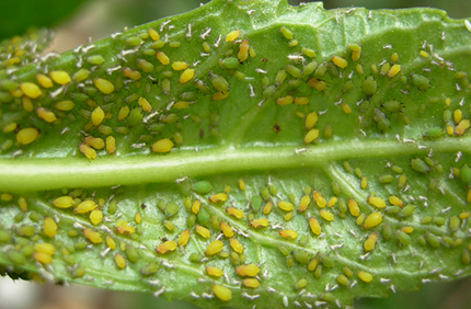 Commercial Blog Common Spring Tree Pests Sideimage5 608X341