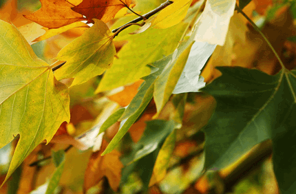 Brown Patches Of Grass