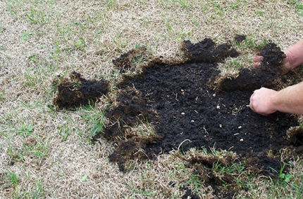 Pest And Disease Turf Grubs Sideimage2 608X341