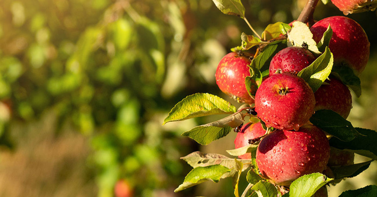 fruit orchard wallpaper