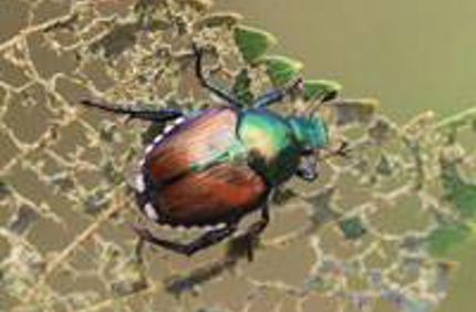 Japanese Beetle